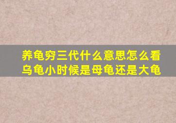 养龟穷三代什么意思怎么看乌龟小时候是母龟还是大龟